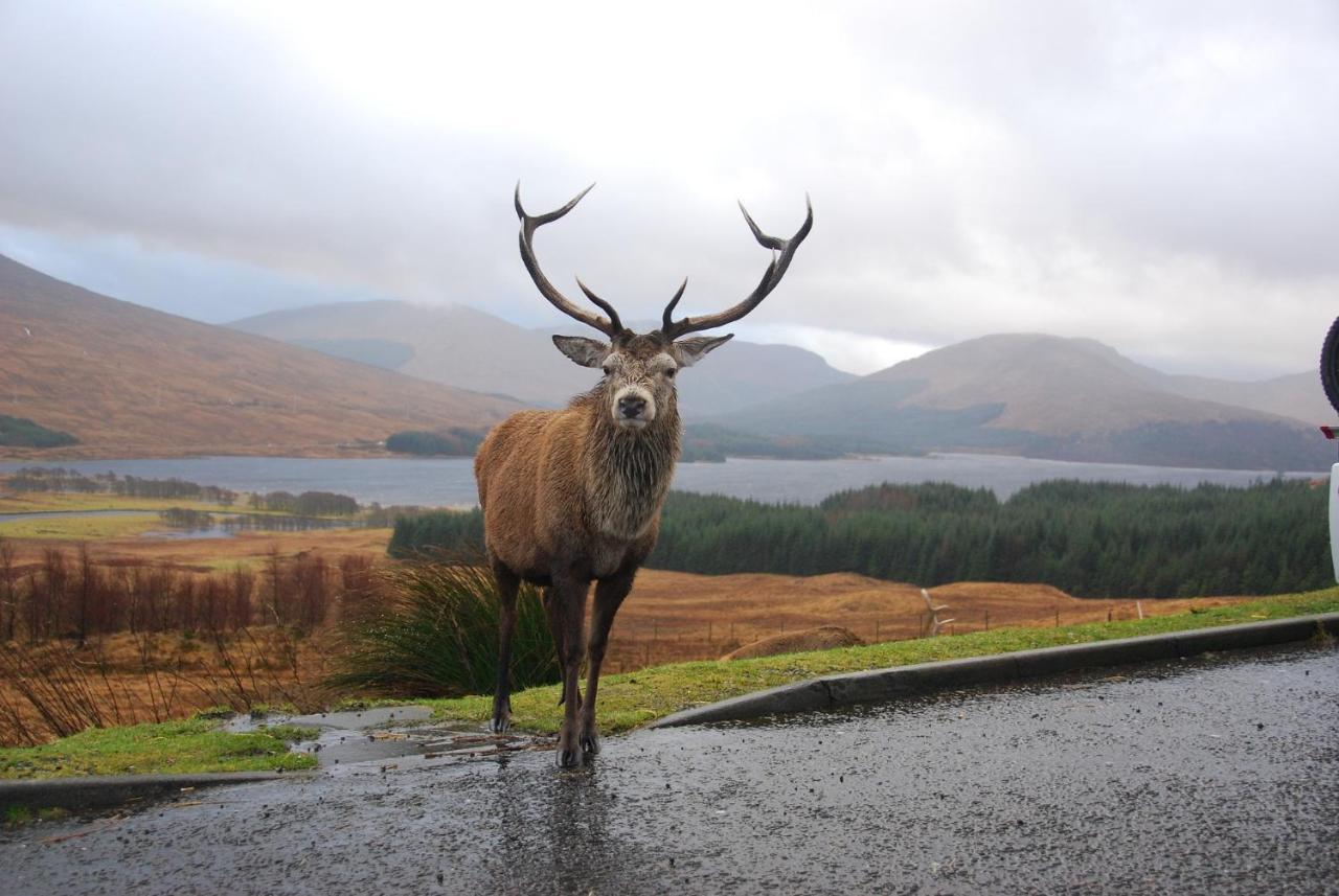 Little Fox Lodge Luxury Hideaway With Hot Tub Glencoe Near Fortwilliam (Adults Only) 외부 사진
